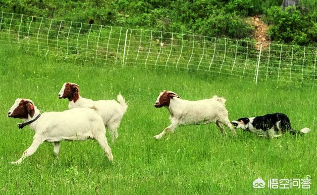 贵州边境牧羊犬论坛:2018年边境牧羊犬价格多少钱？有哪些可靠的购买渠道？