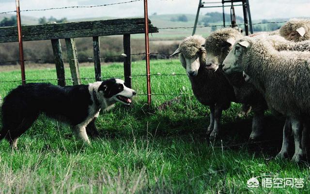 贵州边境牧羊犬论坛:2018年边境牧羊犬价格多少钱？有哪些可靠的购买渠道？