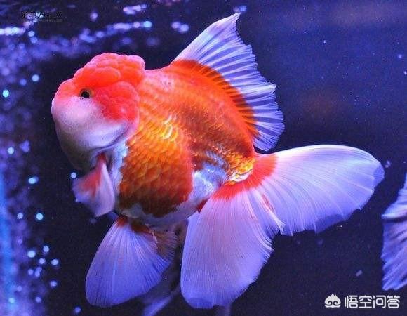 头条问答 金鱼吃什么才能长得快 48个回答