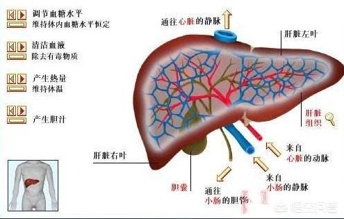 肝脏耗氧多,血供丰富,提示肝脏的作用重要性及广泛性:一,代谢功能(1)