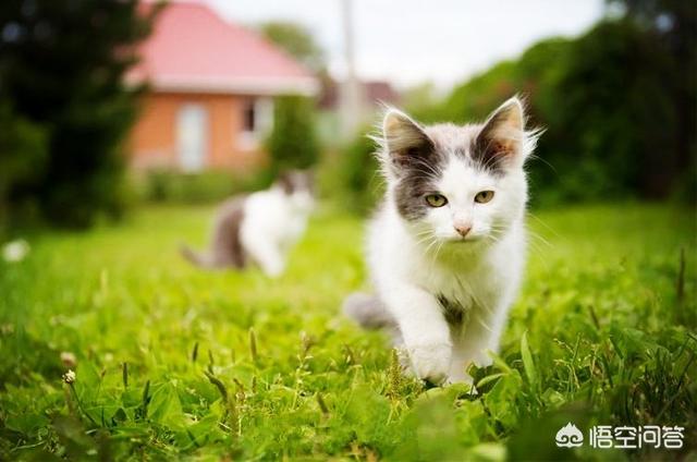 猫吃了猫薄荷饼干吐了:为什么小猫经常去吃花盆里的干草？