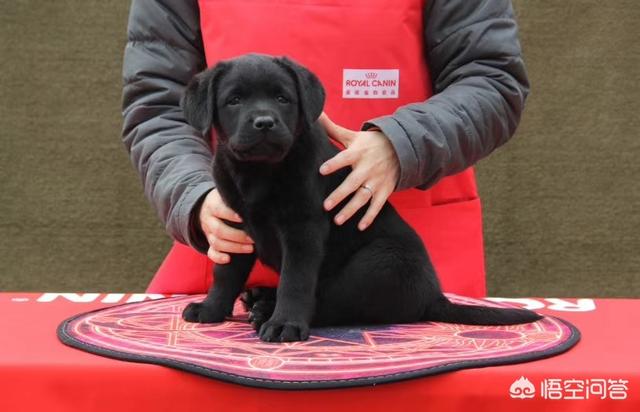 拉布拉多价格:拉布拉多幼犬好养吗？价格怎么样？