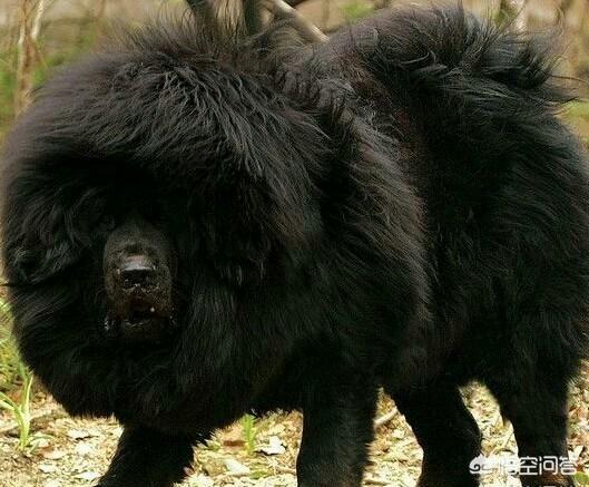 巴西非勒,世界十大猛犬是哪些猛犬？