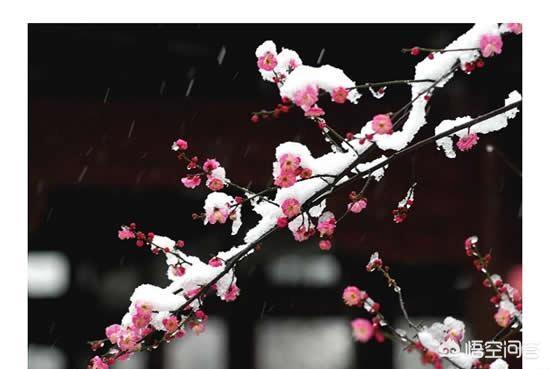 “但怪得,竹外疏花,香冷入瑶席”,出自谁的词？为何被称为词中赋梅之绝唱？