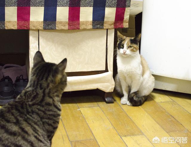 太原收养流浪猫狗:太原大爷每天深夜喂流浪狗，怕白天吵到住户遭反对，你怎么看？