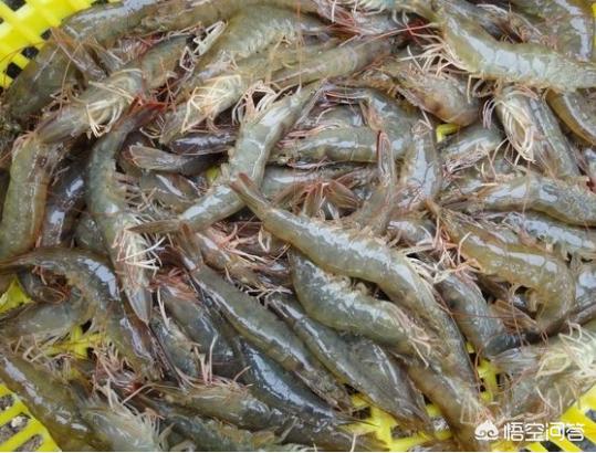 什么是观赏虾踢卵:虾会把卵产在浮萍下面么？