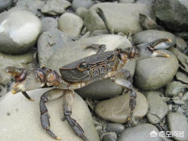 溱湖簖蟹:在哪里可以吃到正宗簖蟹呢？