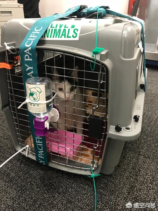 宠物犬托运被打图片:当狗看到主人被打，它会不会护主？