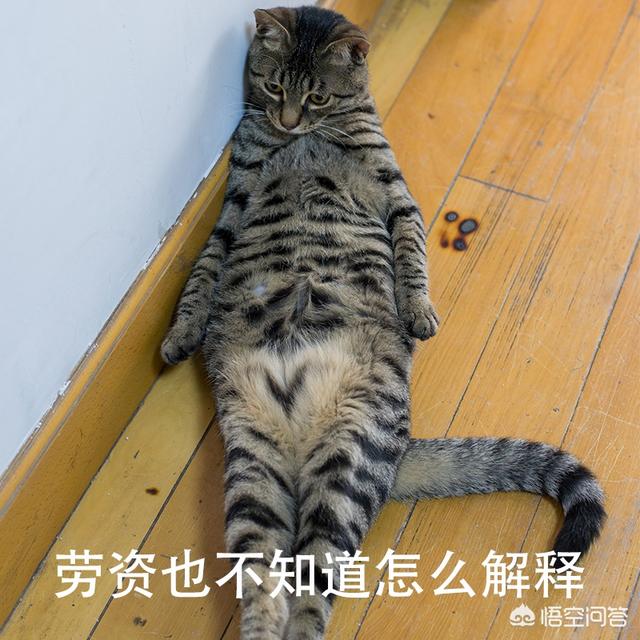 独一无二的微信头像:那些用猫猫狗狗做头像的人是什么心态？