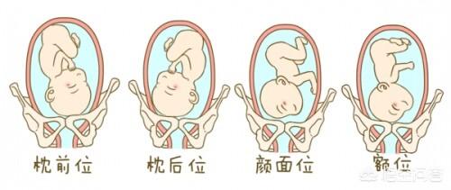枕前位,枕后位,颜面位,额位胎位又分为:头位,臀位,横位孕28周,胎儿