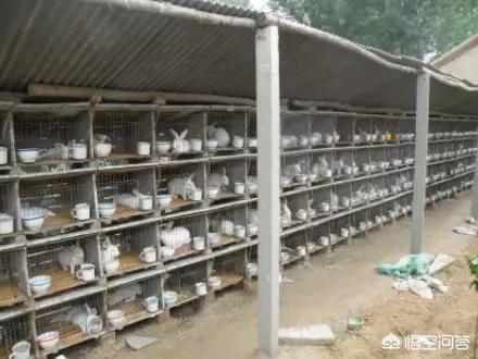 长毛兔价格:兔子怎么销售？近年价格怎么样？