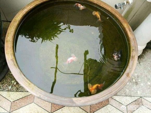 青苔鼠吃刚生小鱼吗:观赏鱼中有哪些鱼会吃青苔？