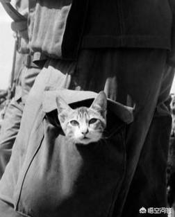 第一次世界大战中有50万只猫走上战场，这种「猫士兵」的职责是什么？