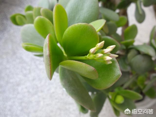燕子掌有毒:多肉植物燕子掌有毒吗？放在室内或者卧室是否合适呢？
