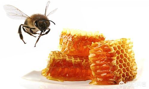 蜂胶能补肾吗，蜂胶为何价格堪比“黄金”