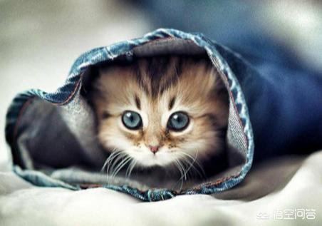 刚睁眼的小猫吃什么:小猫什么时候能喂吃的？刚开始喂什么好点？ 刚睁眼的小猫吃什么食物