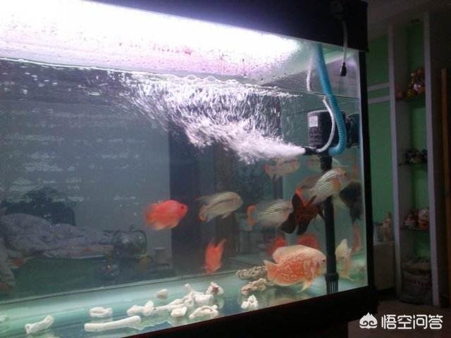 鱼缸过滤循环快对鱼有影响吗 头条问答