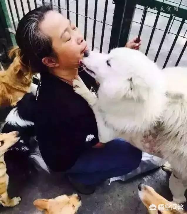 宠物领养中心:为什么有很多人愿意做流浪宠物收容中心？