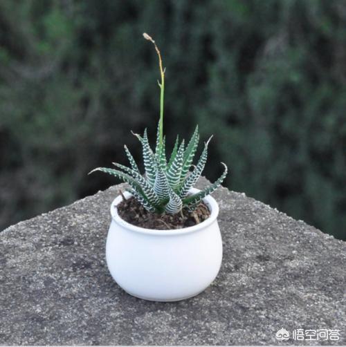 条纹十二卷 是芦荟吗:条纹十二卷和芦荟的区别 条纹十二卷开花了，还长了侧芽怎么办啊？