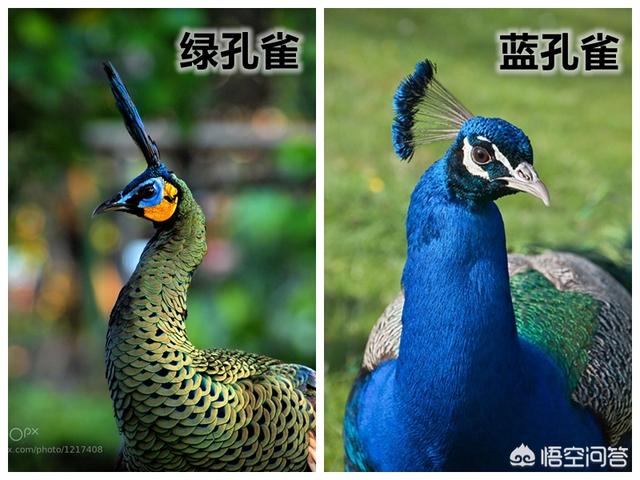 蓝山雀是国家保护动物吗:最近养殖蓝孔雀挺火是炒作还是骗局？