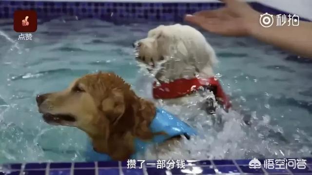 改变世界的犬类流浪狗:在中国不受欢迎的“土狗”，在外国人的眼里是怎样的呢？