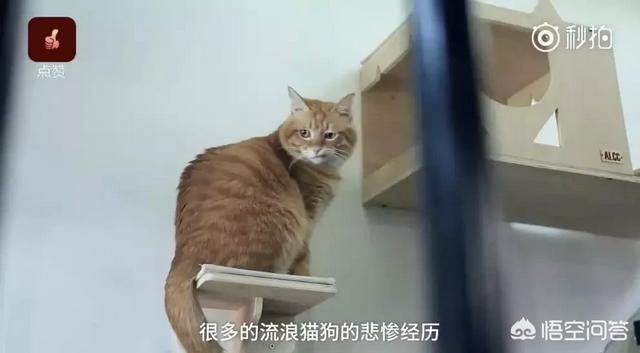 美女犬奴小说:如何评价《绝代双骄》中的花月奴？ 猫奴和犬奴区别