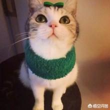 萌猫猫:如何把猫咪拍的又萌又美？