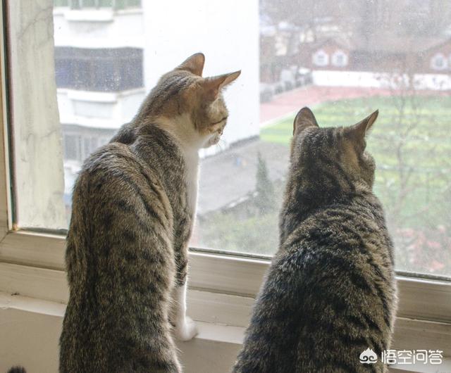 两只超萌猫咪图片:养猫为什么会上瘾？明明已经有两只了，为啥还想再养？