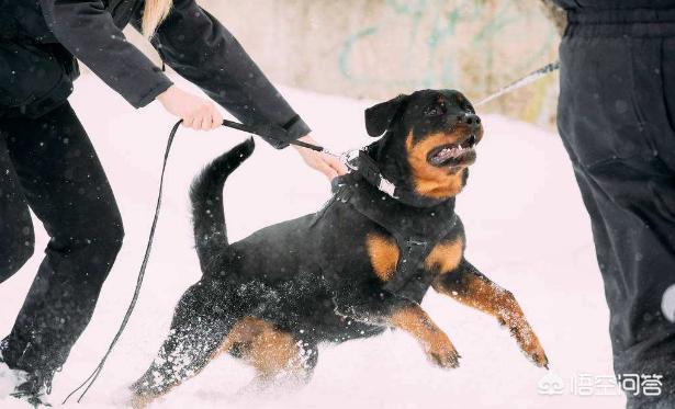 罗得西亚背脊犬打架视频:年龄相仿的罗威纳与马犬打斗，谁更有胜算？