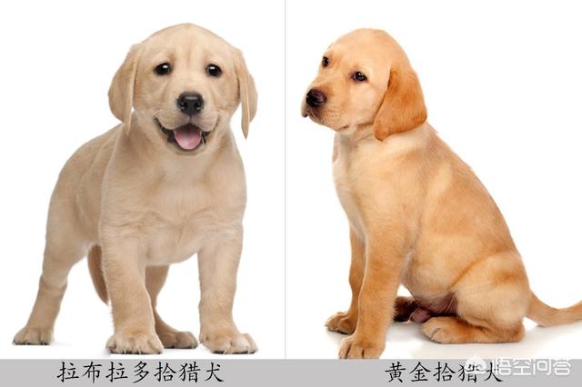 psp黄金猎犬:明星和黄金猎犬 黄金猎犬和拉布拉多怎么区分？