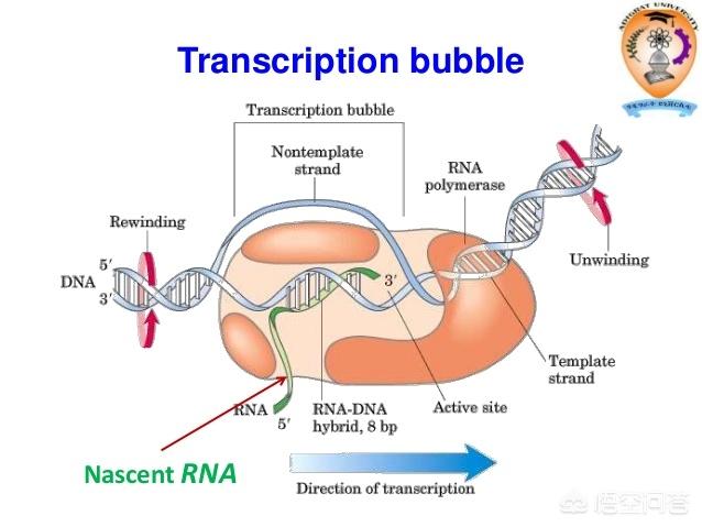 mRNA转录过程图片