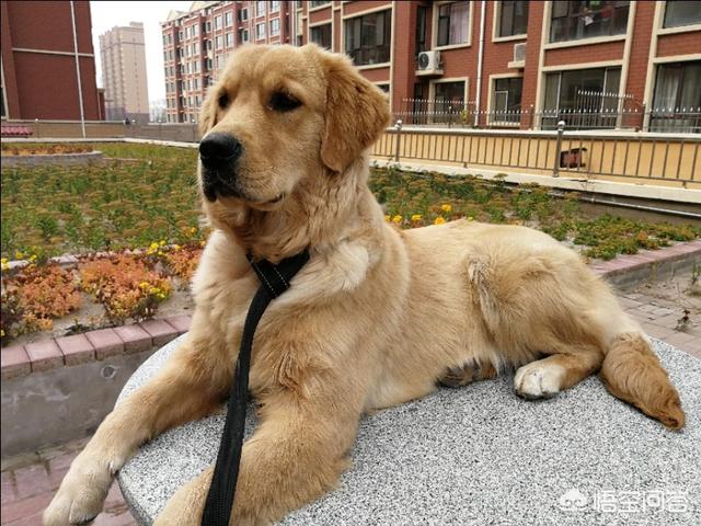 宠物知识大全:养宠知识：狗狗腿瘸了多久自愈？