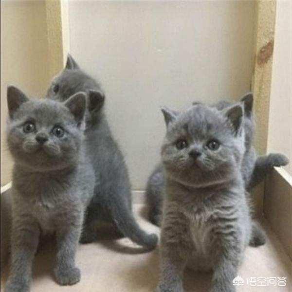 疯猫:家里的幼猫一吃完东西就跟发疯了一样，会是什么原因？