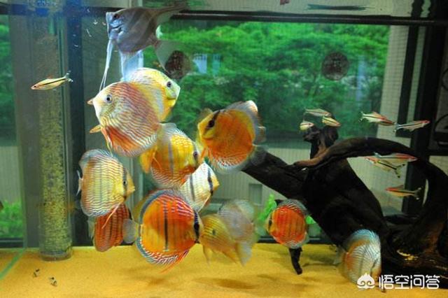 热带淡水观赏鱼的种类图片:养哪种热带观赏鱼水中风景最秀美？
