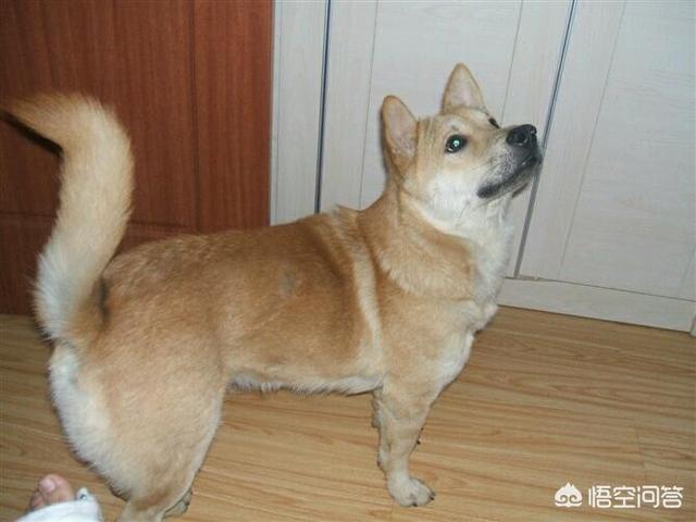 中华田园犬图片简笔画:想养好中华田园犬，要做到哪些事情？