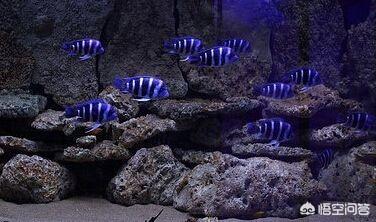 热带淡水观赏鱼的种类图片:养哪种热带观赏鱼水中风景最秀美？