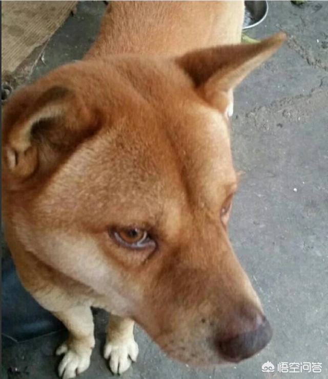 人和狗分开之后，狗狗还会记得以前的主人吗？插图62