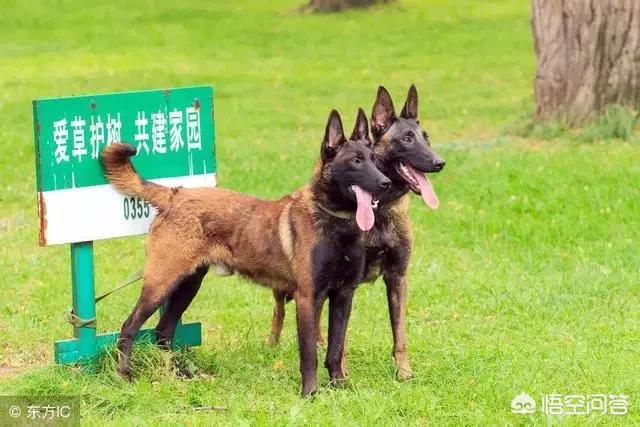 洛威拿犬百科图片:年龄相仿的罗威纳与马犬打斗，谁更有胜算？