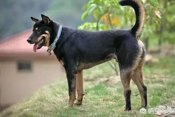 人和狗分开之后，狗狗还会记得以前的主人吗？插图5