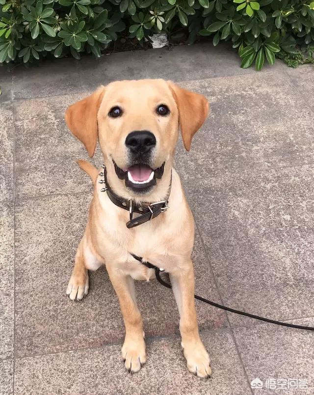 人和狗分开之后，狗狗还会记得以前的主人吗？插图8