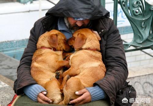 芬兰狐狸犬爱干净么:人和狗分开之后，狗狗还会记得以前的主人吗？