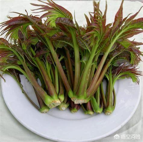 有哪些野菜是可以上桌吃的？