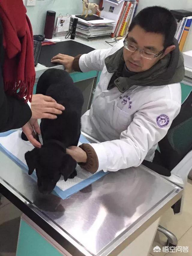 宠物医院软件有哪些:狗友们有没有养宠App推荐？