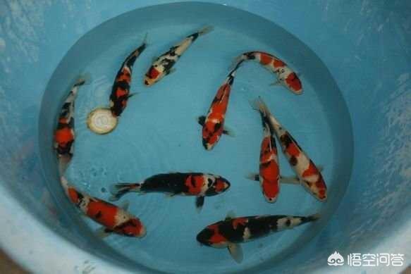 锦鲤养殖技术视频:锦鲤能在水族箱里养殖吗，怎么养比较好？