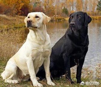产自中国四大家庭护卫犬:我国哪种狼犬杀伤性最强？为什么？