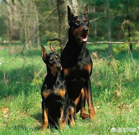 产自中国四大家庭护卫犬:我国哪种狼犬杀伤性最强？为什么？