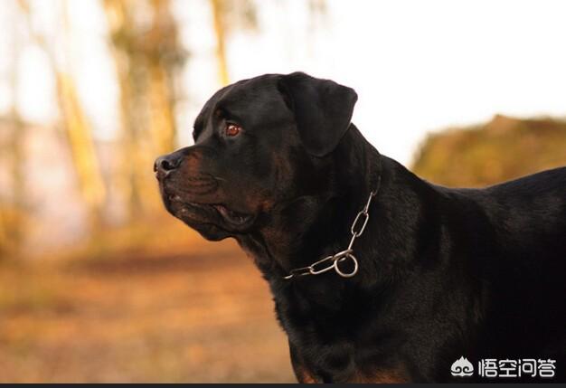 卡通警犬图片:我们常见的警犬是哪些狗狗？