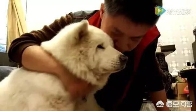 人和狗分开之后，狗狗还会记得以前的主人吗？插图20