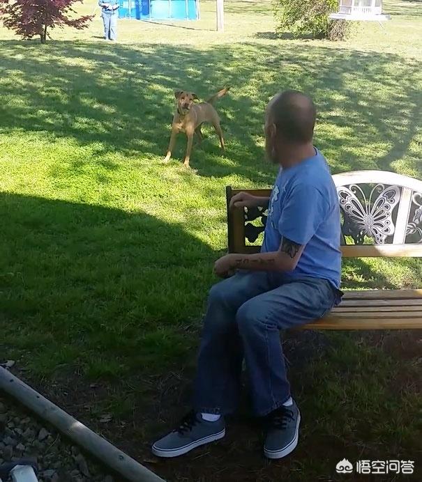 人和狗分开之后，狗狗还会记得以前的主人吗？插图27