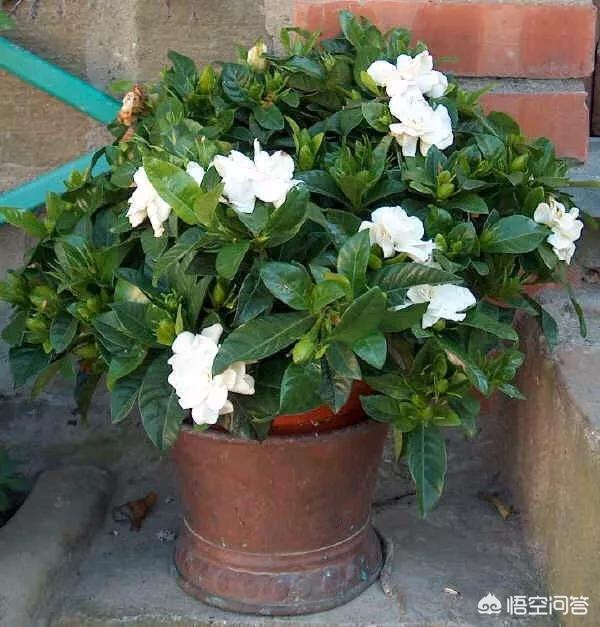 花盆白色虫卵:花盆里白色小虫,像灰尘般大小是什么虫？